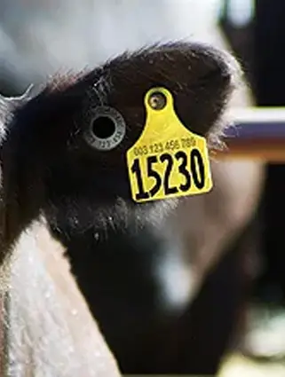 Allflex Airtags - 3