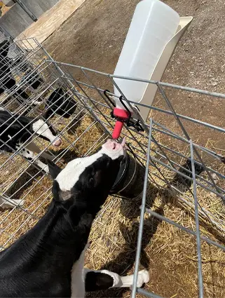 Calf Bottle - 1