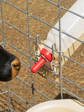 Calf Bottle - 3