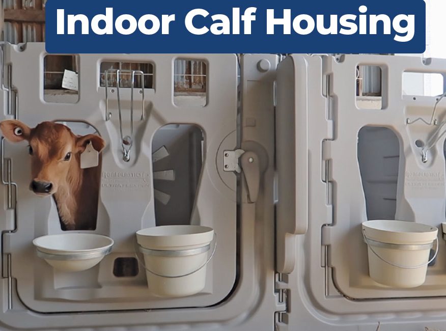 Indoor-Calf-Housing