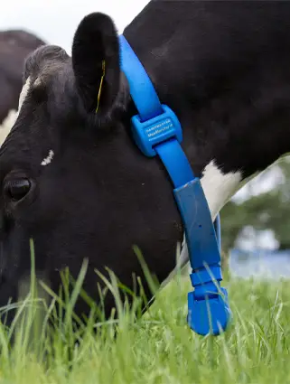 Moo Monitor - 1