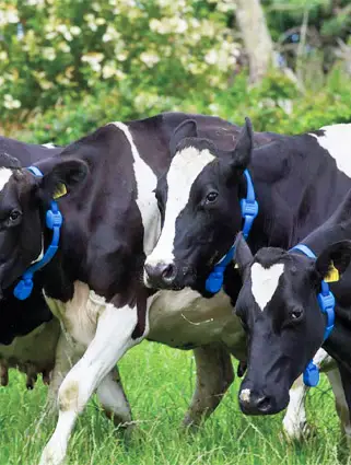 Moo Monitor - 3
