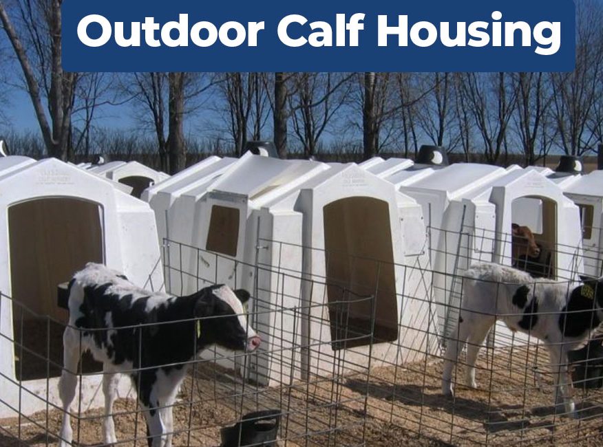 Outdoor-Calf-Housing