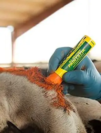 Paintstik - 1