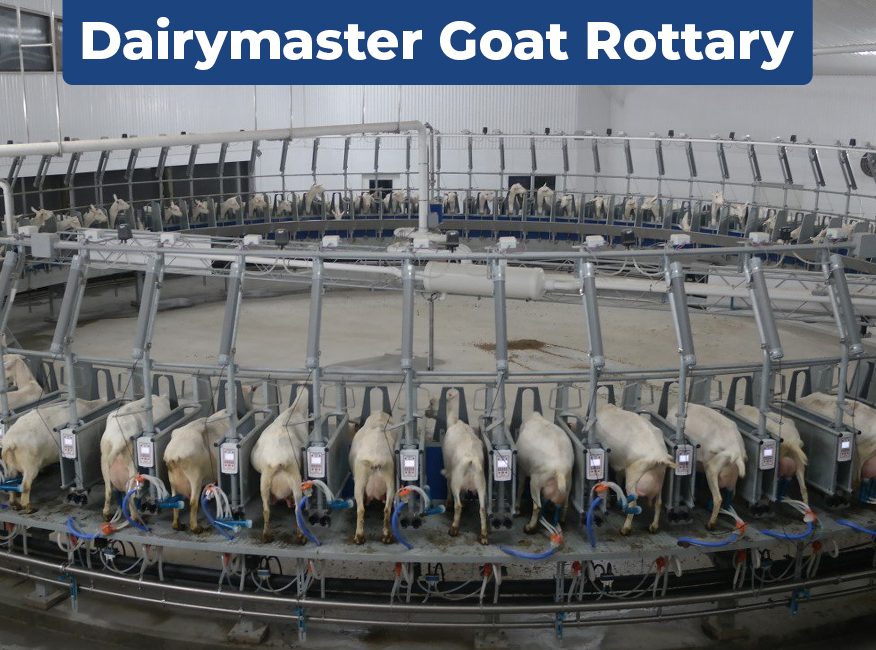 dairymaster goat rotary