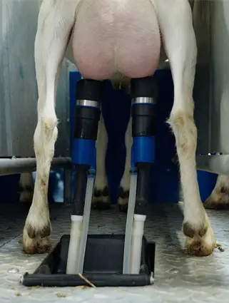 goat-rotary-3