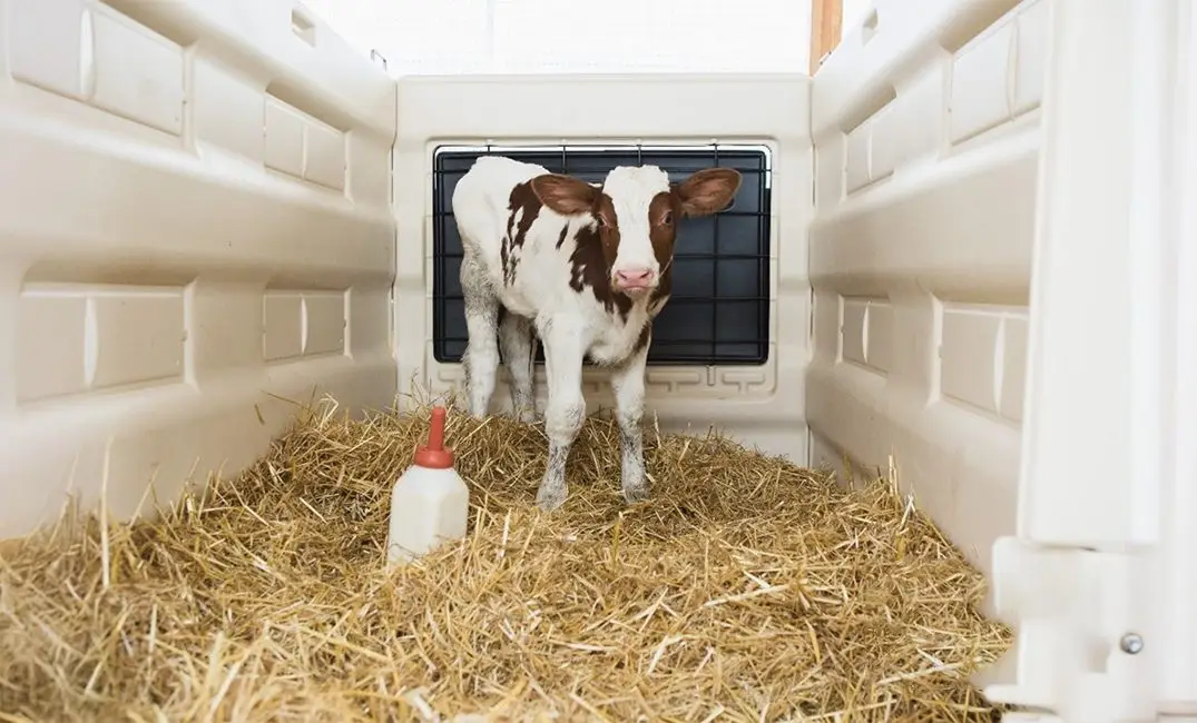 Calf Care