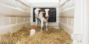 Calf Care