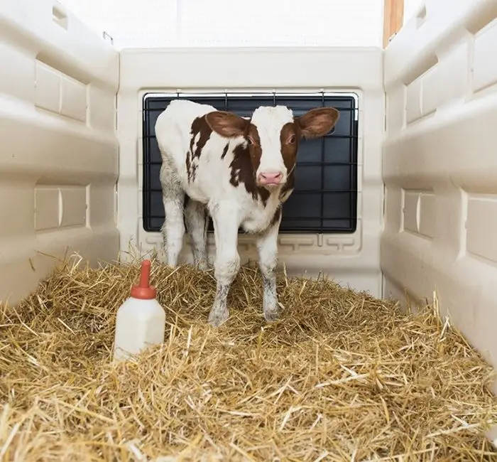 Calf Care
