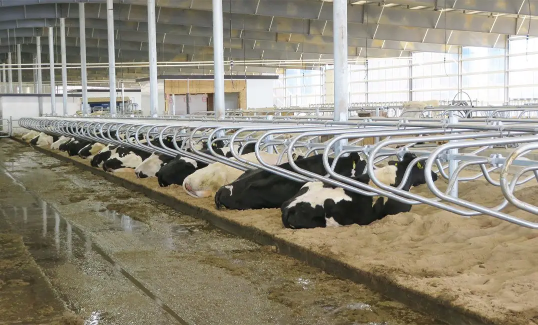 Cow Comfort
