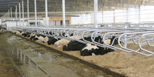 Cow Comfort