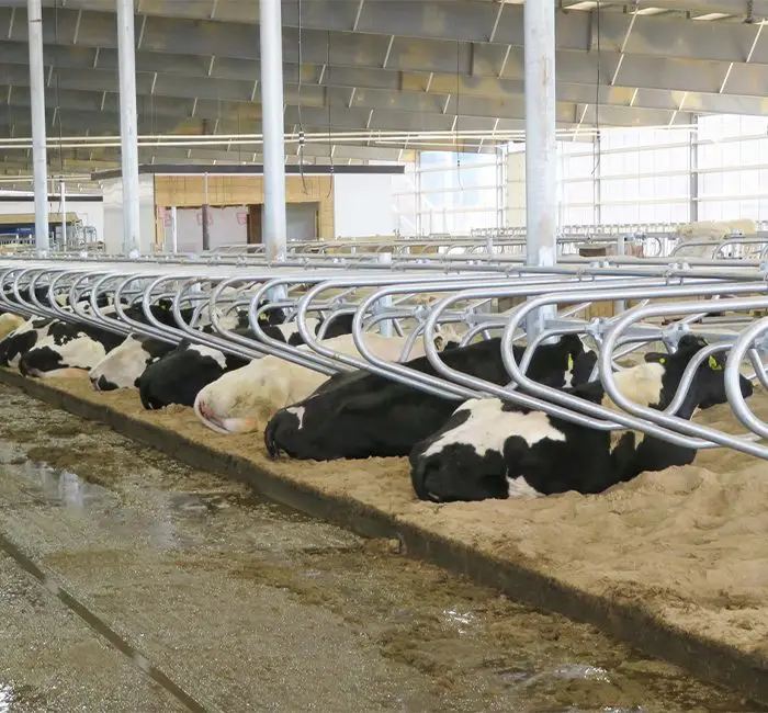 Cow Comfort
