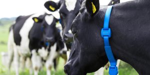 Farm Management