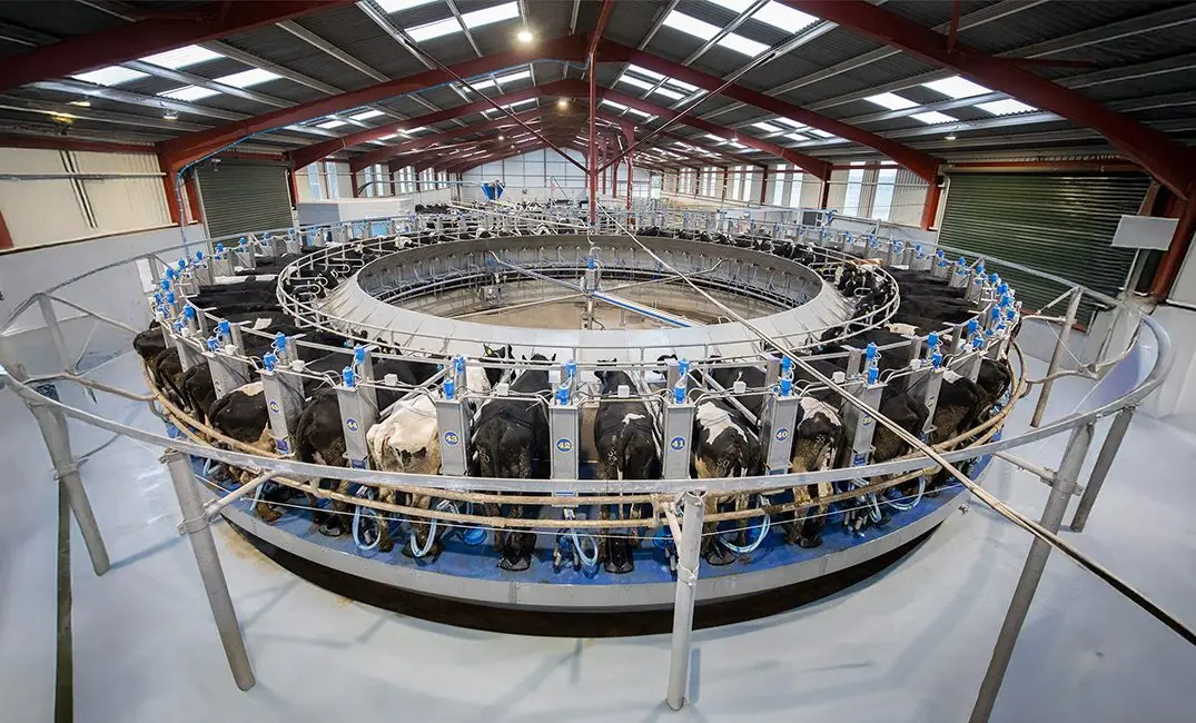 Milking