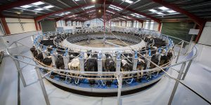 Milking
