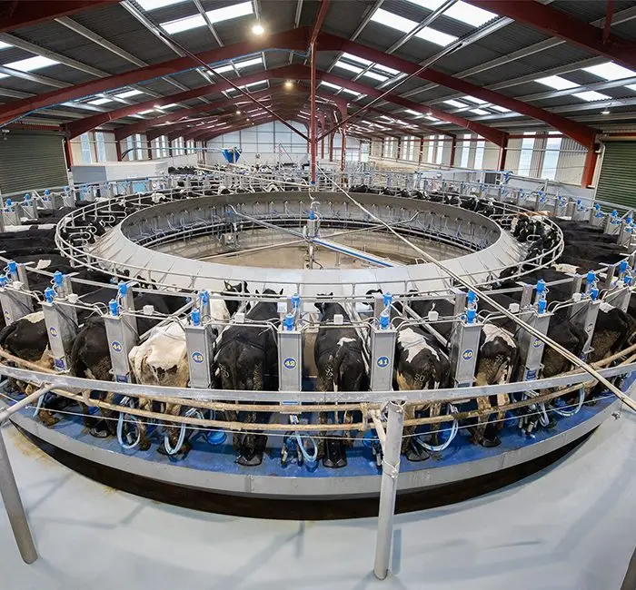Milking